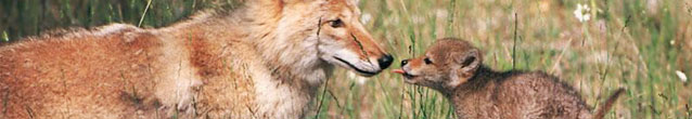 Coyotes Kissing