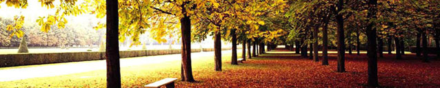 Fall Trees (banner)