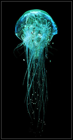 Jelly Fish