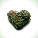 Marijuana Love