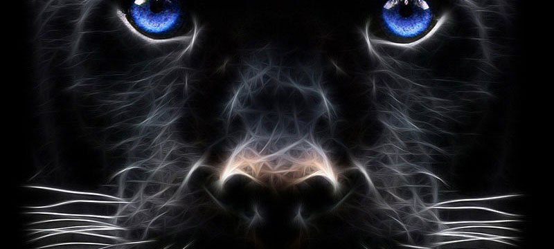 Night Panther Panther